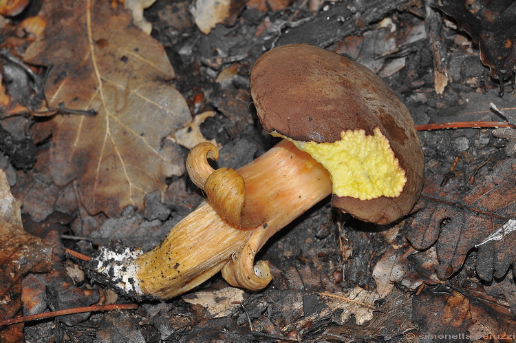 Xerocomus ferrugineus ?